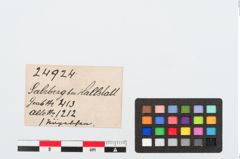 Etiketten zu Bronzenagel (NHMW-PRAE-024924)